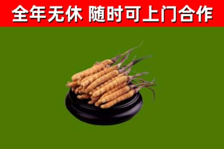 南昌回收冬虫夏草